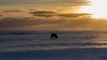 Silhouette of an Icelandic horse with the snowy ground at sunset, under a cloudy and orange sky due to the first rays of the sun Royalty Free Stock Photo