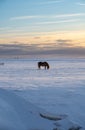 Silhouette of an Icelandic horse with the snowy ground at sunset, under a cloudy and orange sky due to the first rays of the sun Royalty Free Stock Photo