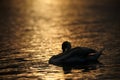 Silhouette if Swan Preening at Sunset Royalty Free Stock Photo