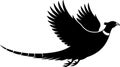 Silhouette illustration of a beautiful flying pheasant in dynamic action and elegant style Royalty Free Stock Photo