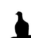 Silhouette illustraton of pigeon sitting on wall, copy space