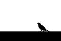 Silhouette illustraton of sparrow sitting on wall