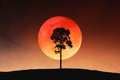 Silhouette image of big tree on outdoor landscape slope contour with bright and beautiful blood moon on twilight sky for Halloween