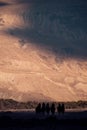 Silhouette image of camels caravan in the Hunder desert , Nubra valley Royalty Free Stock Photo