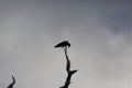 Crow perched in dead tree Royalty Free Stock Photo