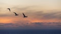 Silhouette image of gannets in flight at sunset, Muriwai Gannet Colony, Auckland Royalty Free Stock Photo