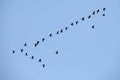 Silhouette image of a group of glossy ibis (Plegadis falcinellus) in formation, flying high on the sky Royalty Free Stock Photo