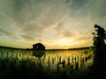 Silhouette image group of photographer taking photo lonely house surrounded by green paddy sprout at new season with lovely sunris Royalty Free Stock Photo