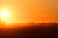 Grazing Cattle Silhouette Royalty Free Stock Photo