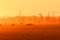 Grazing Cattle Silhouette Royalty Free Stock Photo