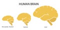 Silhouette image of human brain adult, newborn child with a normal brain and severe microcephaly. Virus of Zika. Vector. Flat