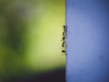 Silhouette three ants on cement wall is Half divided flame with blur nature bokeh background