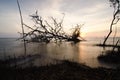 Silhouette image of stumps and root dead mangrove tree over sunset background Royalty Free Stock Photo