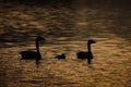 Silhouette image of two Canada Geese and a gosling in between them swimming.