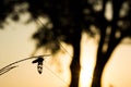 Silhouette insect island branches. On the evening sun