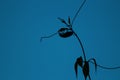 Silhouette of insect on leaves