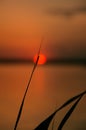 Silhouette of the insect on the sheet cane