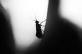 A silhouette of an insect