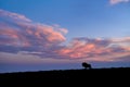 Silhouette of isolated Blue wildebeest, Connochaetes taurinus on the horizon against blue sunset sky with orange iluminated clouds
