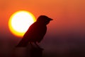 Silhouette a Jackdaw perched on a fence at sunset