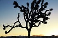 Silhouette of a Joshua tree and a beautiful California Sunset Royalty Free Stock Photo