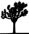 A silhouette of a Joshua tree in black and white.