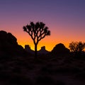 Silhouette of a Joshua tree (Yucca brevifolia) against a vibrant sunset sky blending