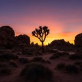 A silhouette of a Joshua tree (Yucca brevifolia) stands prominently against a vibrant