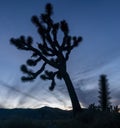 Silhouette of a Joshua or yucca tree against a cloudy sky at Joshua Tree National Park Royalty Free Stock Photo
