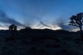 Silhouette of Joshua yucca trees against a cloudy sky at Joshua Tree National Park during the sunset Royalty Free Stock Photo