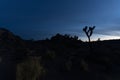 Silhouette of Joshua yucca trees against a cloudy sky at Joshua Tree National Park during the sunset Royalty Free Stock Photo