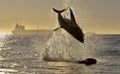 Silhouette of jumping Great White Shark on sunrise red sky background. Carcharodon carcharias Royalty Free Stock Photo