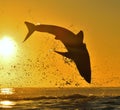 Silhouette of jumping Great White Shark on sunrise red sky background.