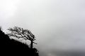 Silhouette of juniper tree of wierd shape due to blowing wind. Monochrome landscape Royalty Free Stock Photo