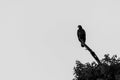 Silhouette of a juvenile Bald Eagle sitting on a dead branch looking for prey Royalty Free Stock Photo