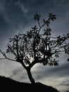 SILHOUETTE KAMBOJA TREE Royalty Free Stock Photo