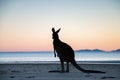 Kangaroo Silhouette with dawn colours