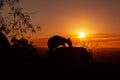 silhouette of a Kangaroo on a rock with a beautiful sunset in the background. The animal is eating food. Queensland, Australia