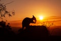 silhouette of a Kangaroo on a rock with a beautiful sunset in the background. The animal is eating food. Queensland, Australia