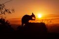 silhouette of a Kangaroo on a rock with a beautiful sunset in the background. The animal is eating food. Queensland, Australia