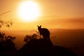 silhouette of a Kangaroo on a rock with a beautiful sunset in the background. The animal is looking towards camera. Queensland,