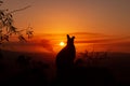 silhouette of a Kangaroo on a rock with a beautiful sunset in the background. The animal is looking towards camera. Queensland,