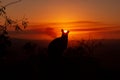 silhouette of a Kangaroo on a rock with a beautiful sunset in the background. The animal is looking towards camera. Queensland,