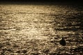 Silhouette of a kayaker at sunset