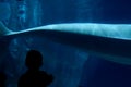 Silhouette of a kid watching a blue whale from a glass window.