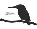Silhouette of Kingfisher sitting on a dry branch.