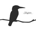 Silhouette of Kingfisher sitting on a dry branch.