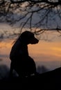 Silhouette of a labrador puppy at sunrise