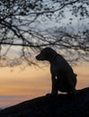 Silhouette of a labrador puppy at sunrise Royalty Free Stock Photo