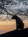 Silhouette of a labrador puppy at sunrise